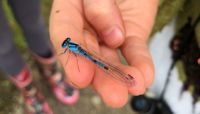 A close up of a blue dragonfly in a child's hand.  preview