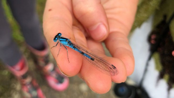 A close up of a blue dragonfly in a child's hand. 