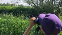 A child with a purple hat holds up binoculars and looks up at the trees.  preview