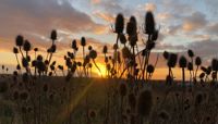 The sun setting behind thistles.  preview