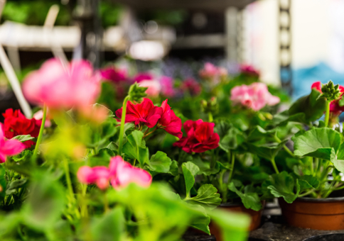 Red and pink flowering potted plants laid out on market stall